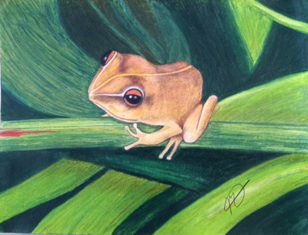 Coqui by Mariana