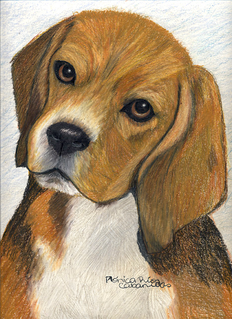 Beagle by Monica